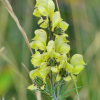 Aconit anthore (très toxique)