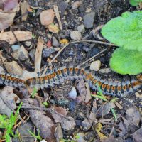 Chenilles processionnaires