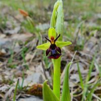 Ophrys mouche