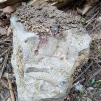 Fossile