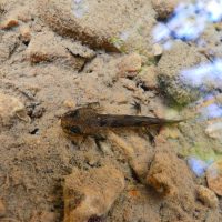 Larve de salamandre