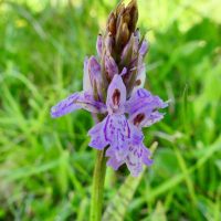 Orchis le Fuchs