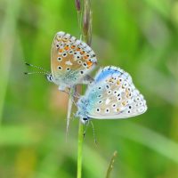 Azur bleu céleste (accouplement)