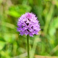 Orchis globuleux