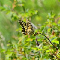 Le Machaon