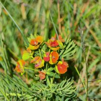 Euphorbe petit-cyprès