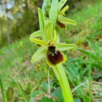 Ophrys araignée