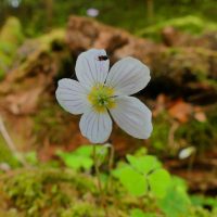 Oxalis petite oseille