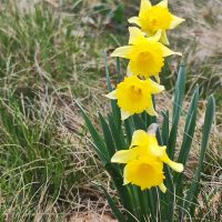 Les 4 jonquilles "Dalton"