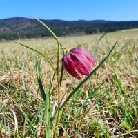Fritillaire pivoine
