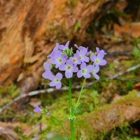 Cardamine des bois