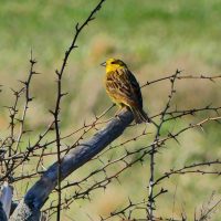 Bruant jaune