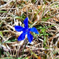 Gentiane printanière