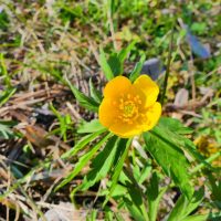 Anémone jaune renoncule